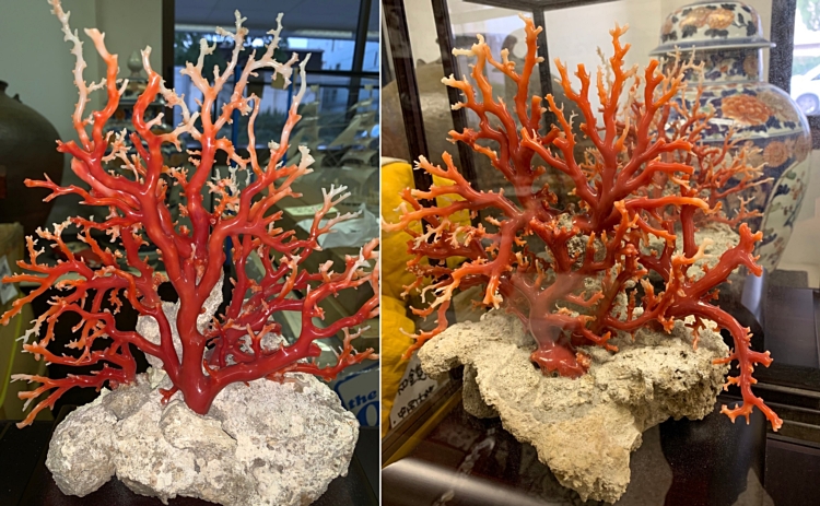 赤珊瑚　買取 鑑定　広島市東区